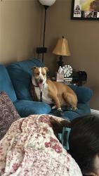 Reunited Male Dog last seen Santa Margarita St, Spring Valley, NV 89118, USA, Spring Valley, NV 89118
