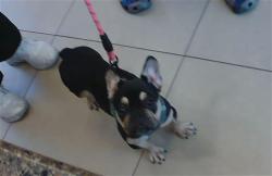 Shelter Stray Female Dog last seen LEAMINGTON LN, 19640 Dogpatch Ln, Land O' Lakes, FL 34638, USA