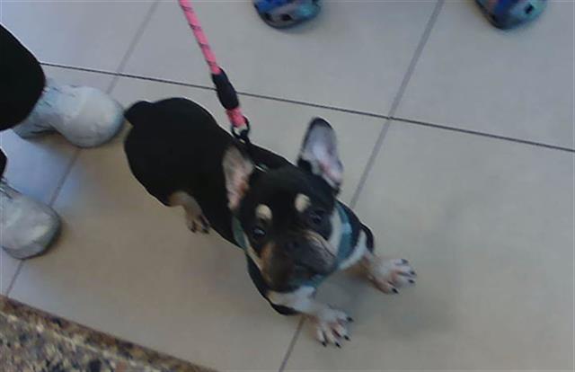 Shelter Stray Female Dog last seen LEAMINGTON LN, 19640 Dogpatch Ln, Land O' Lakes, FL 34638, USA