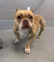 Shelter Stray Female Dog last seen Near, 2600 S Harding St, Indianapolis, IN 46221, USA