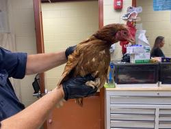 Shelter Stray Female Bird last seen Near BLOCK N 88TH ST, 3839 W Burnham St, West Milwaukee, WI 53215, USA