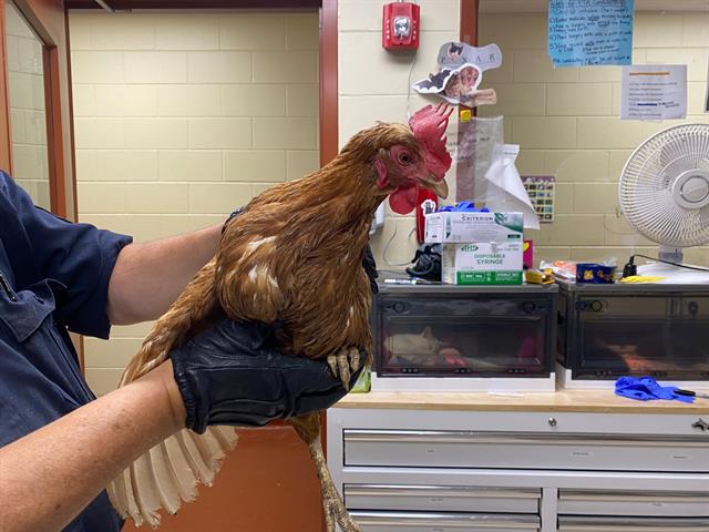 Shelter Stray Female Bird last seen Near BLOCK N 88TH ST, 3839 W Burnham St, West Milwaukee, WI 53215, USA