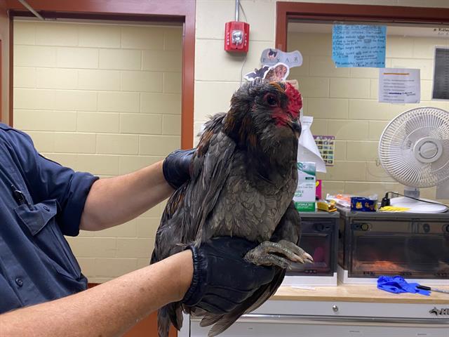 Shelter Stray Male Bird last seen Near BLOCK N 88TH ST, 3839 W Burnham St, West Milwaukee, WI 53215, USA