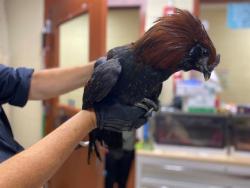 Shelter Stray Male Bird last seen Near BLOCK N 88TH ST, 3839 W Burnham St, West Milwaukee, WI 53215, USA