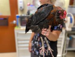Shelter Stray Male Bird last seen Near BLOCK N 88TH ST, 3839 W Burnham St, West Milwaukee, WI 53215, USA