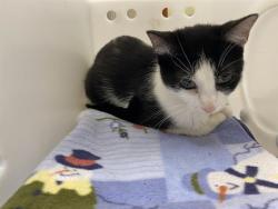 Shelter Stray Female Cat last seen Near BLOCK W PIERCE ST, 3839 W Burnham St, West Milwaukee, WI 53215, USA