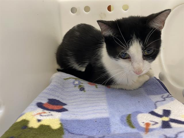 Shelter Stray Female Cat last seen Near BLOCK W PIERCE ST, 3839 W Burnham St, West Milwaukee, WI 53215, USA