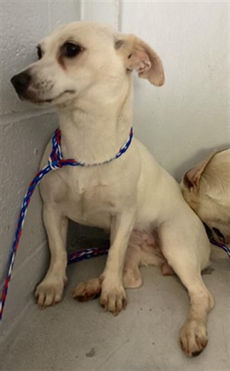 Shelter Stray Female Dog last seen SPECIALTY CIR & FLORIN PERKINS RD, 2127 Front St, Sacramento, CA 95818, USA