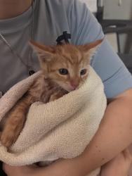 Shelter Stray Male Cat last seen ELON, 221 Stone Quarry Rd, Burlington, NC 27217, USA