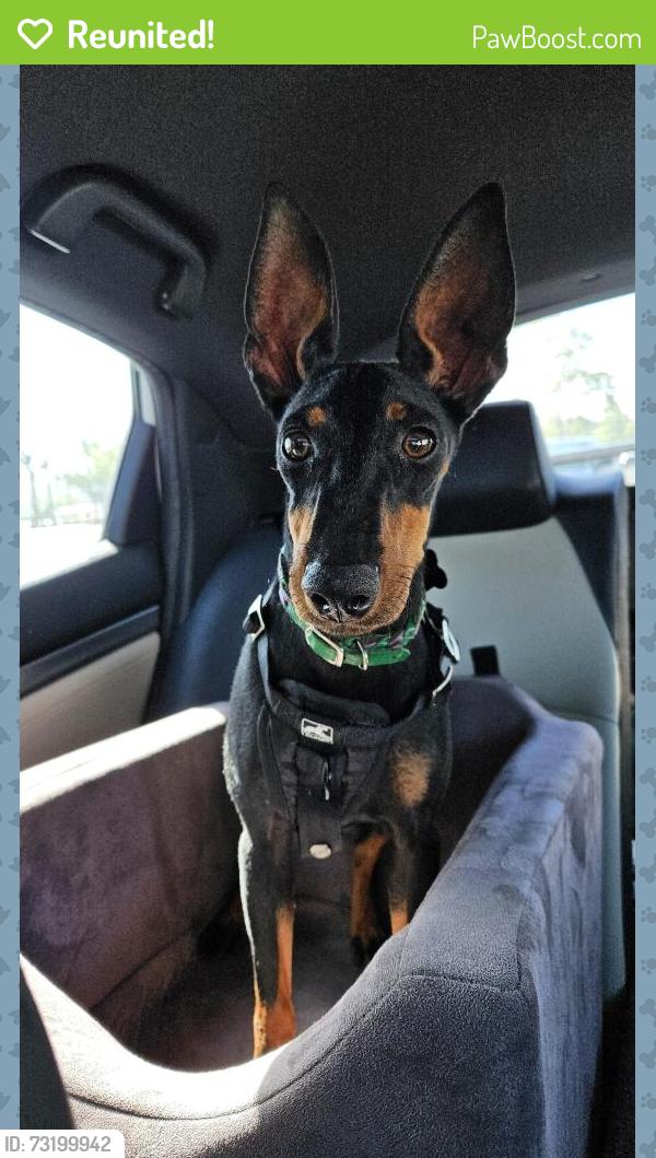 Reunited Female Dog last seen Lincoln / 30th, San Diego, CA 92104