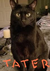 Reunited Male Cat last seen Douglas County Library, Douglasville, GA 30134