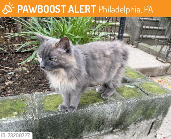 Found/Stray Unknown Cat last seen Near Osage, Philadelphia, Philadelphia, PA 19143