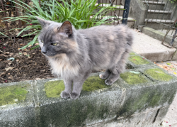 Found/Stray Unknown Cat last seen Near Osage, Philadelphia, Philadelphia, PA 19143