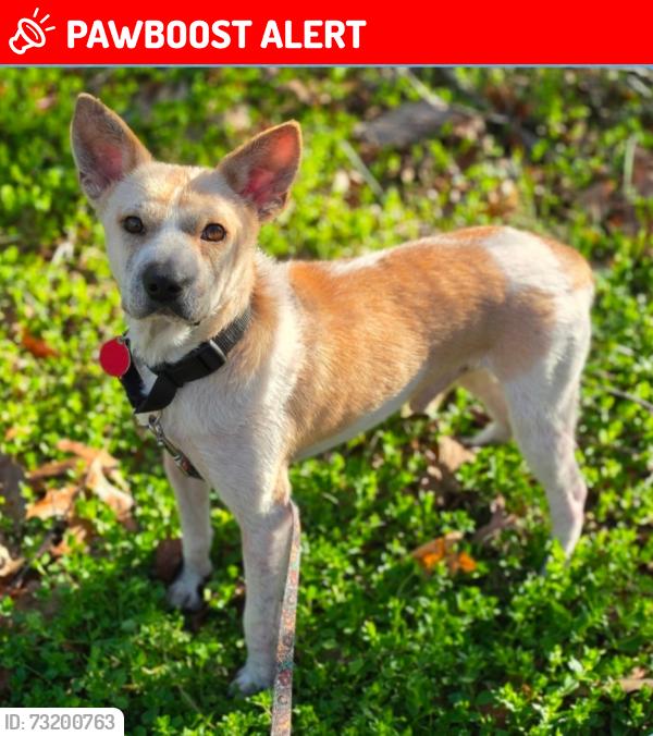 Lost Male Dog last seen Pullen court culpeper virginia, Culpeper County, VA 22701