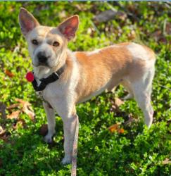 Lost Male Dog last seen Pullen court culpeper virginia, Culpeper County, VA 22701