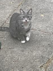 Found/Stray Female Cat last seen Overlook rd, Huntingdon Valley, PA 19006