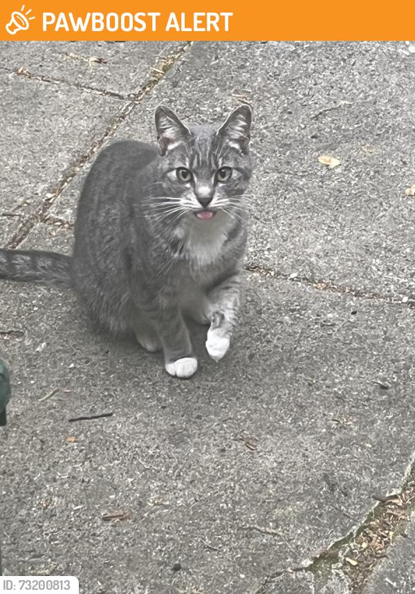 Found/Stray Female Cat last seen Overlook rd, Huntingdon Valley, PA 19006