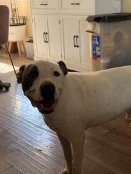 Reunited Male Dog last seen Jeanne and lake mead, Las Vegas, NV 89108