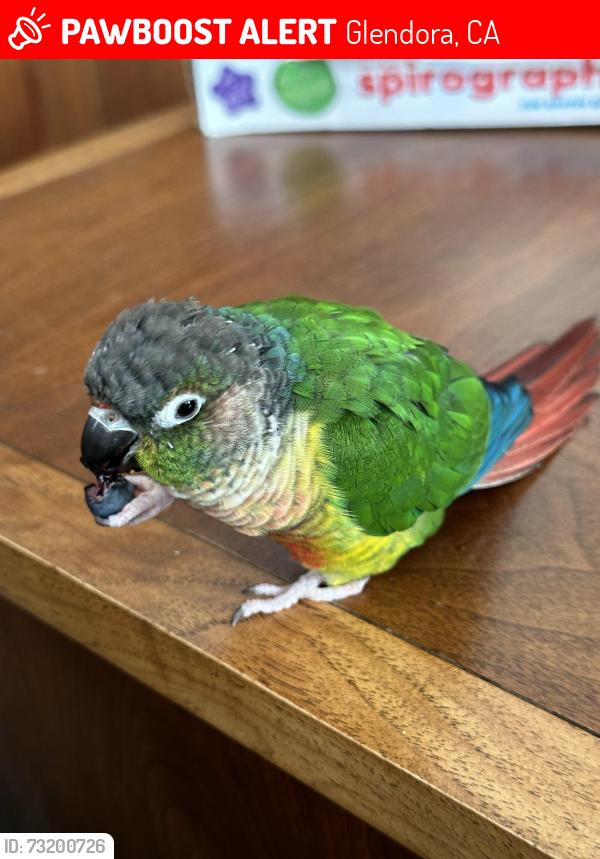 Lost Male Bird last seen Near, Glendora, CA 91740
