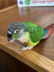 Lost Male Bird last seen Near, Glendora, CA 91740