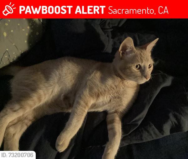 Lost Male Cat last seen Astral Drive & Sunrise Pines, Sacramento, CA 95827