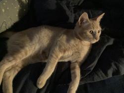 Lost Male Cat last seen Astral Drive & Sunrise Pines, Sacramento, CA 95827
