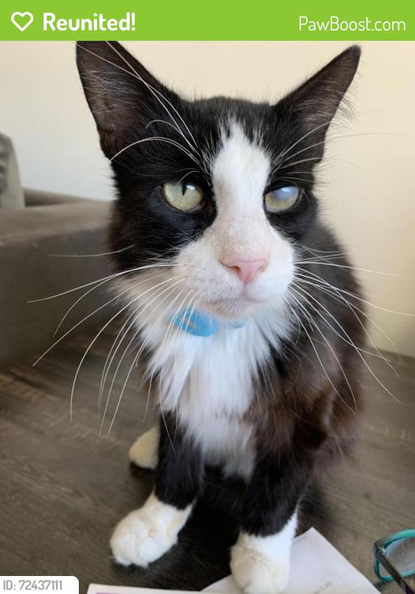Reunited Male Cat last seen Woodbright and 20th ave, Boynton Beach, FL 33426