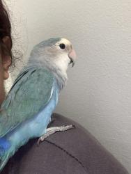 Found/Stray Unknown Bird last seen Near islington, Toronto, ON M9L 2K1