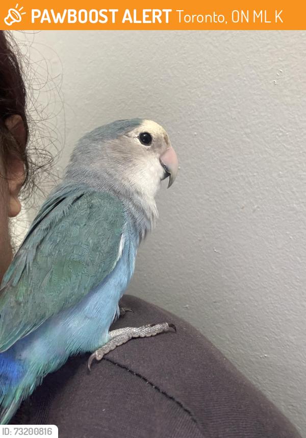 Found/Stray Unknown Bird last seen Near islington, Toronto, ON M9L 2K1