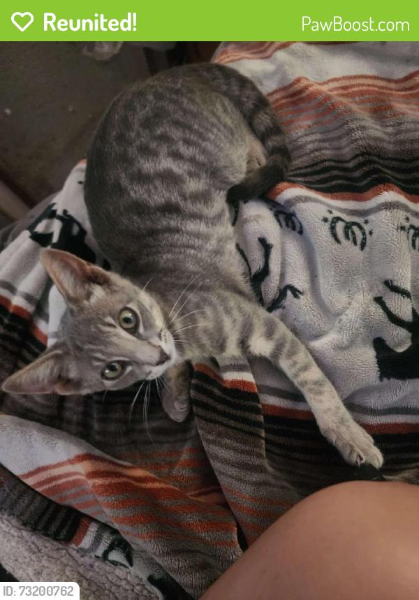 Reunited Male Cat last seen Cimmaron Trail, Weatherford, TX 76087, USA, Weatherford, TX 76087