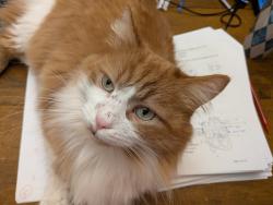 Lost Male Cat last seen East 25th St; between Fennell and Brucedale, Hamilton, ON L8V 3A6