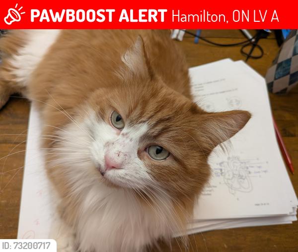 Lost Male Cat last seen East 25th St; between Fennell and Brucedale, Hamilton, ON L8V 3A6