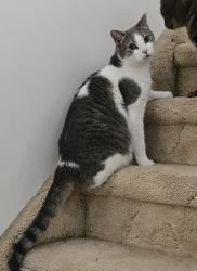 Lost Male Cat last seen Henderson hwy, Narol, MB R1C 0B7