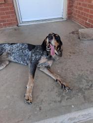 Found/Stray Unknown Dog last seen 51st or 52nd street in Oklahoma city between villa and linn, Oklahoma City, OK 73111