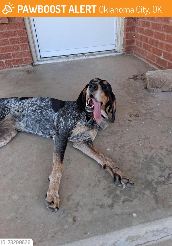 Found/Stray Unknown Dog last seen 51st or 52nd street in Oklahoma city between villa and linn, Oklahoma City, OK 73111