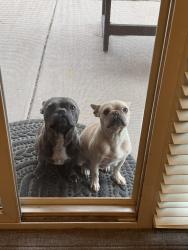 Lost Male Dog last seen Sandia Bosque Road and NM313, Sandoval County, NM 87004