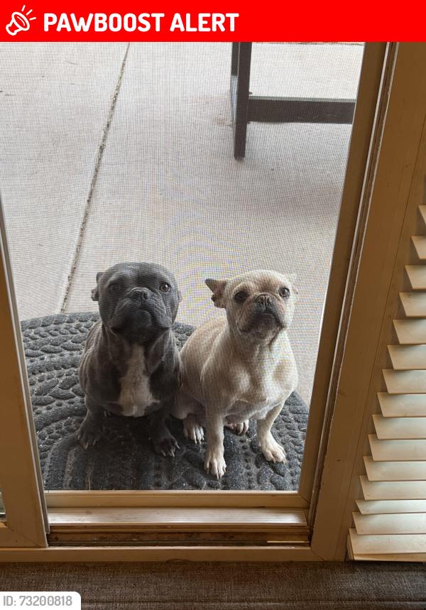 Lost Male Dog last seen Sandia Bosque Road and NM313, Sandoval County, NM 87004