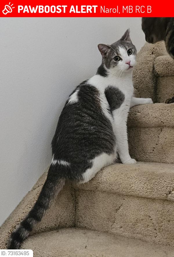 Lost Male Cat last seen Henderson hwy, Narol, MB R1C 0B7