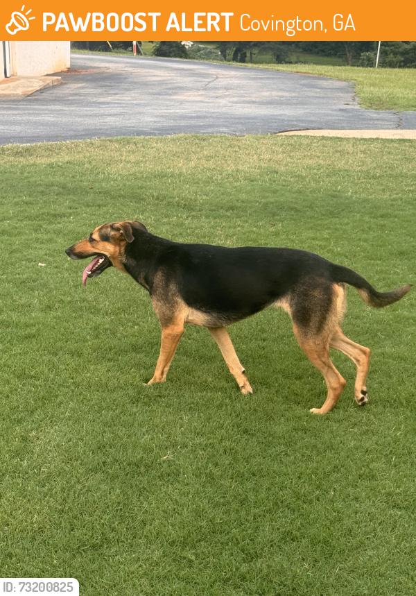 Found/Stray Female Dog last seen At Canaan Baptist church last seen- female, Covington, GA 30016