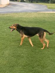 Found/Stray Female Dog last seen At Canaan Baptist church last seen- female, Covington, GA 30016