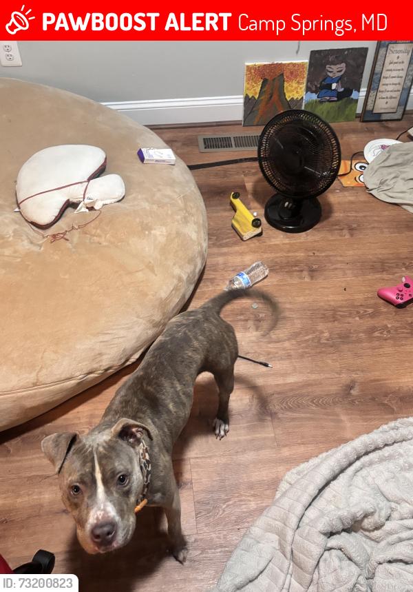 Lost Female Dog last seen Near gunston ln, Camp Springs, MD 20746