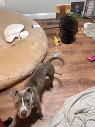 Lost Female Dog last seen Near gunston ln, Camp Springs, MD 20746