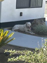 Found/Stray Female Dog last seen Goetz/ Juanita/ Conejo, Menifee, CA 92587