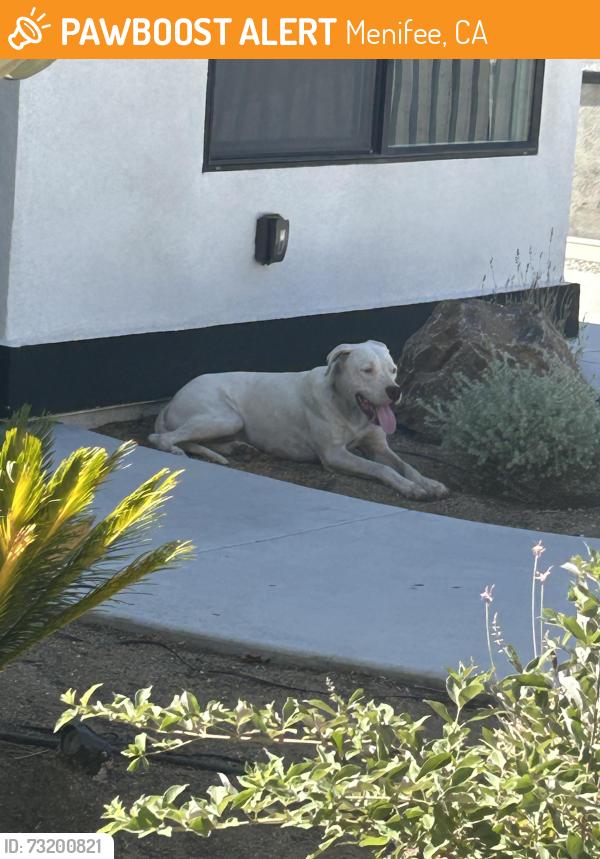 Found/Stray Female Dog last seen Goetz/ Juanita/ Conejo, Menifee, CA 92587