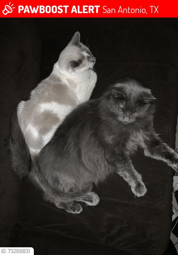 Lost Male Cat last seen SW 40th, San Antonio, TX 78237