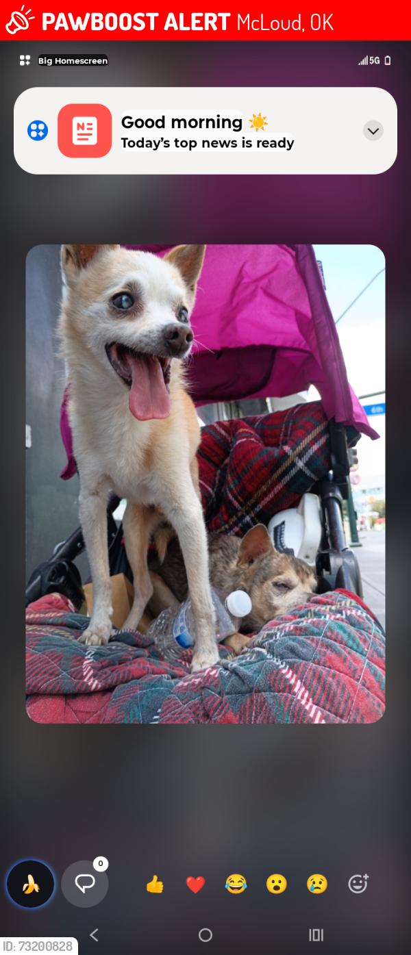 Lost Male Dog last seen MCloud, McLoud, OK 74851