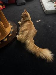Reunited Male Cat last seen Abbots manor playground, Pimlico, England SW1V 4EU