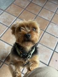 Reunited Male Dog last seen Main st and E Washington Blvd, Los Angeles, CA 90007