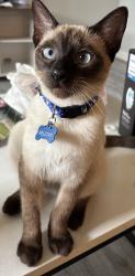 Reunited Female Cat last seen Laurelfield Dr, Houston, TX 77059