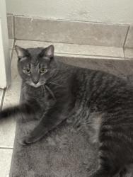 Reunited Male Cat last seen Estrella Ave by Orange and Polk Ave, San Diego, CA 92105